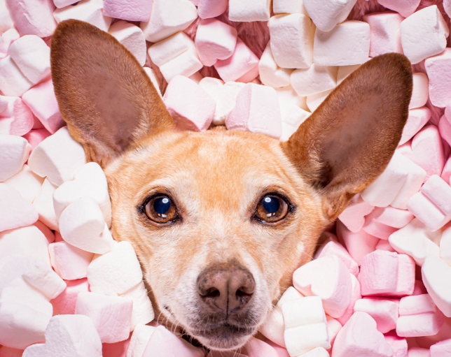 organic dog treat packaging